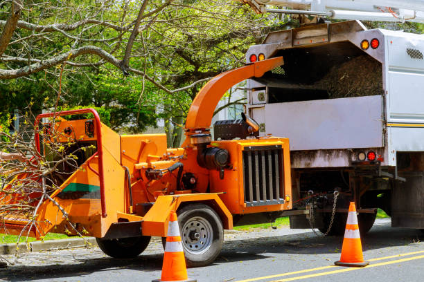 How Our Tree Care Process Works  in Batavia, NY